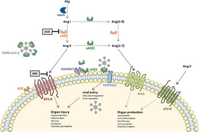 Controversial Roles of the Renin Angiotensin System and Its Modulators During the COVID-19 Pandemic